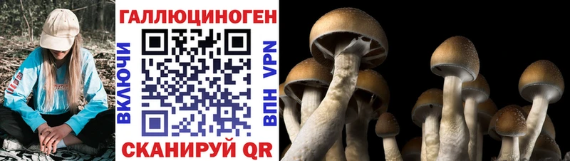Галлюциногенные грибы Cubensis ОМГ ОМГ Киреевск