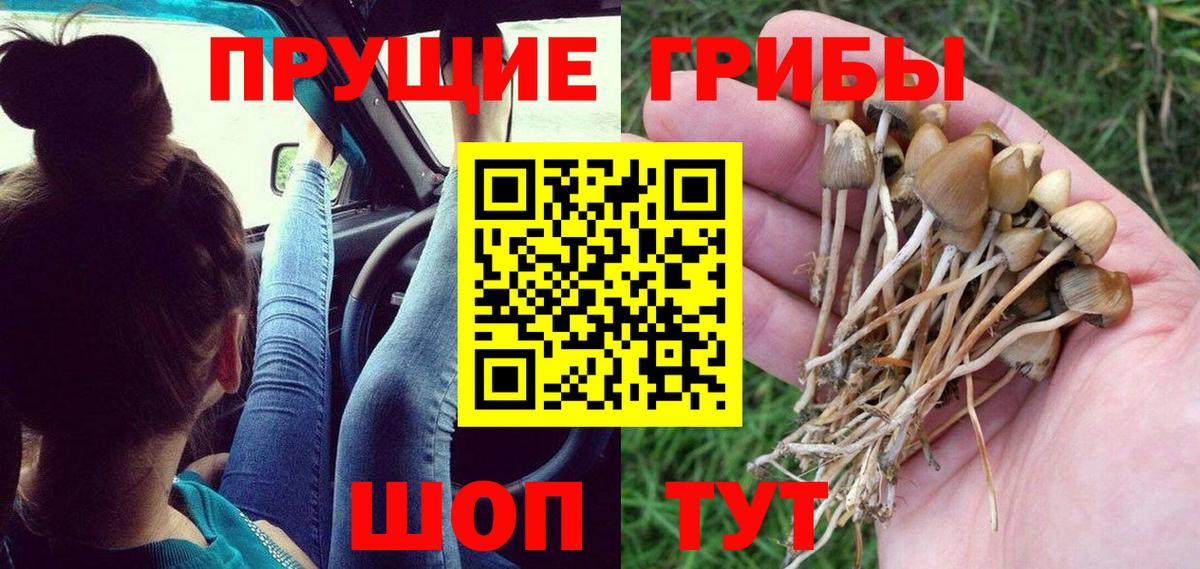 наркошоп  Псилоцибиновые грибы GOLDEN TEACHER  Вход с VPN  Галлюциногенные грибы Cubensis  Киреевск 